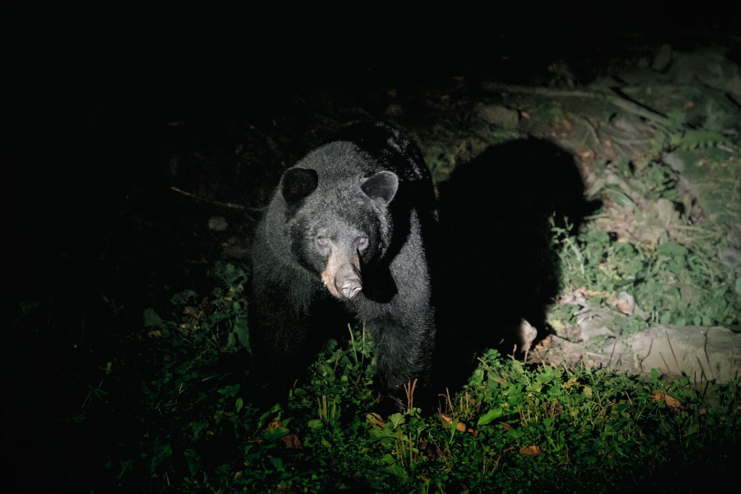 Ours dans le parc de la Mauricie