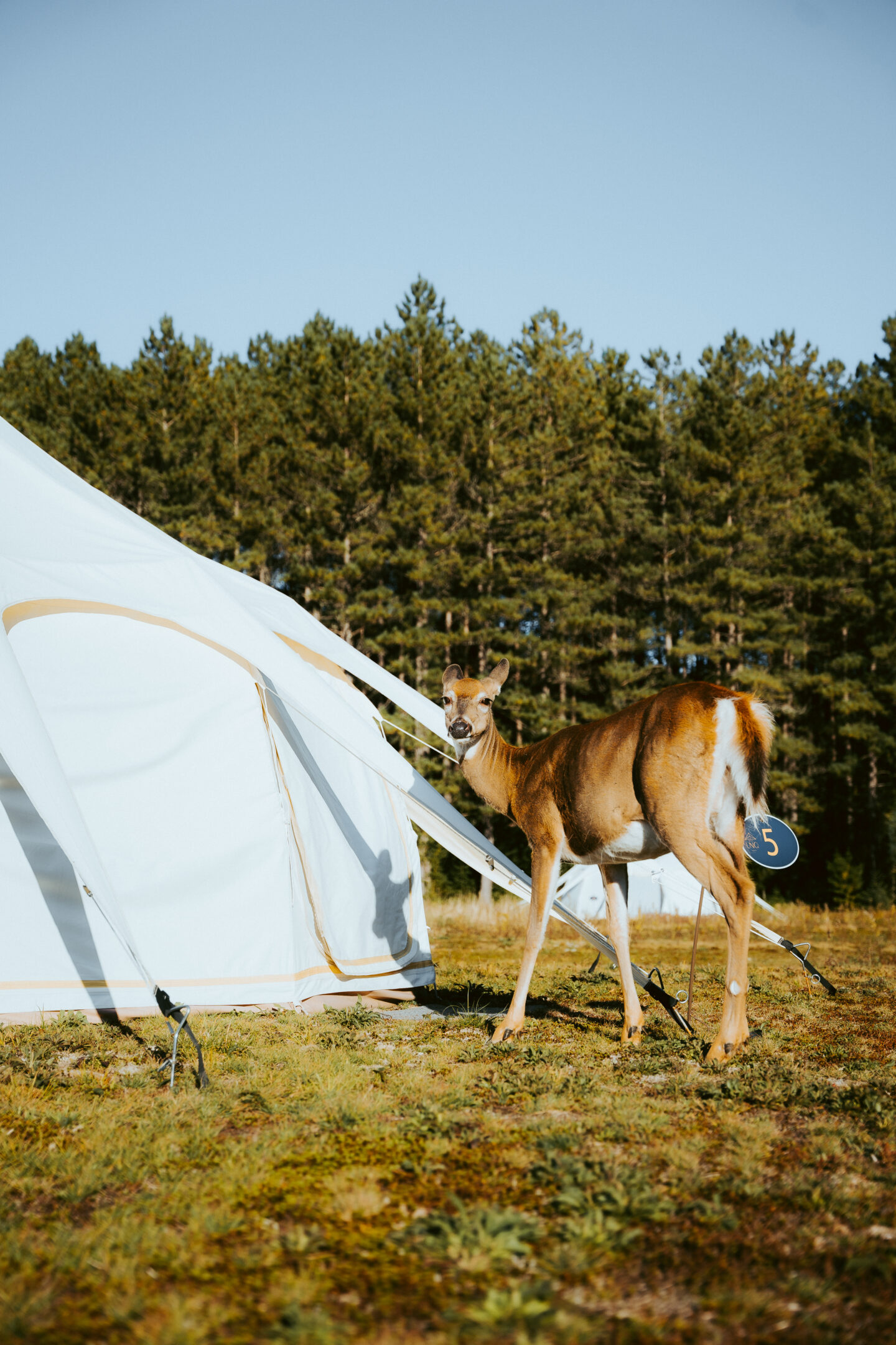 Biche à l'hôtel UNIQ